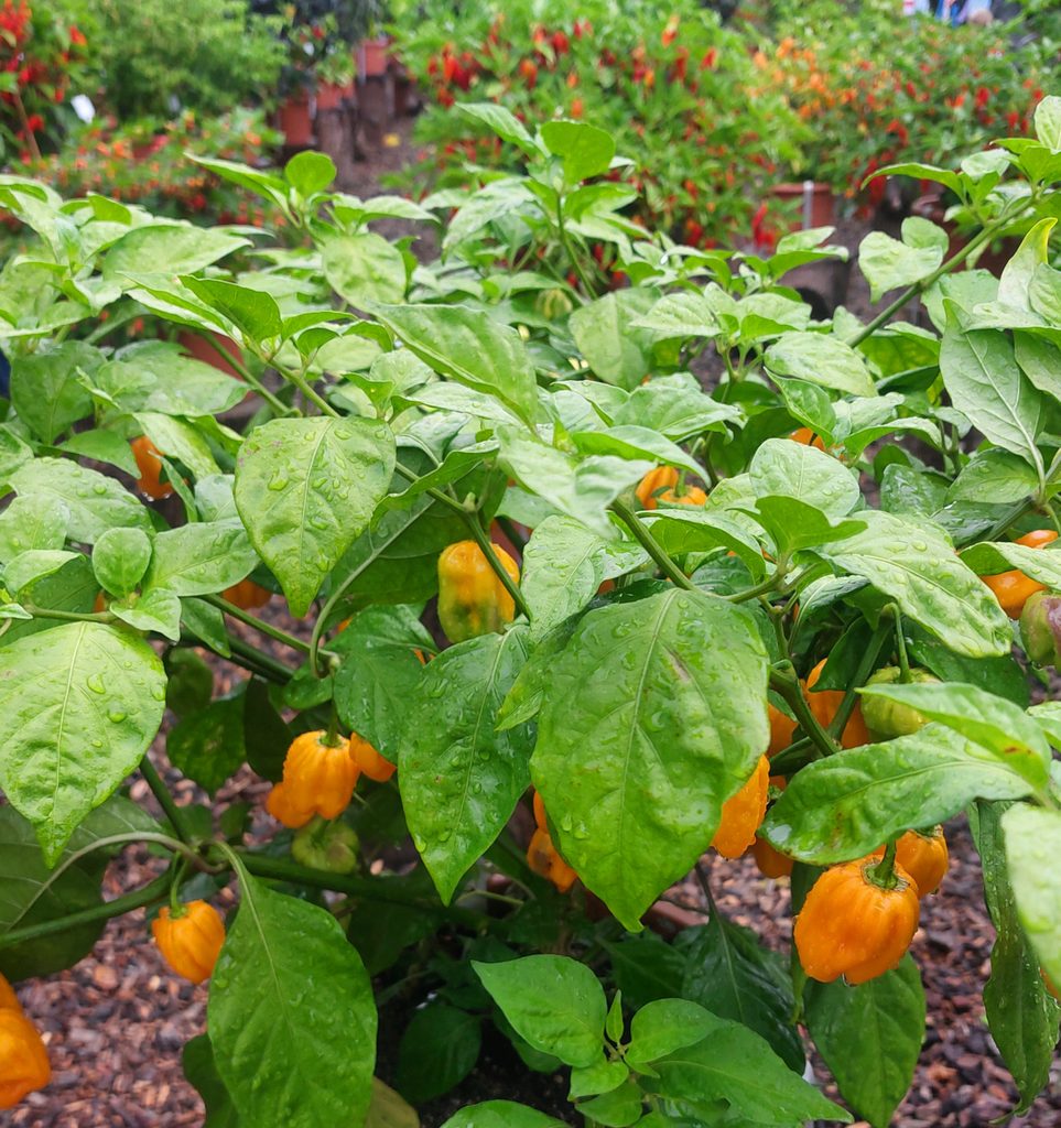 gelbe Chili