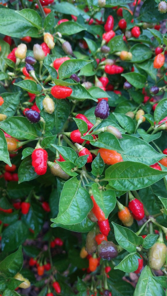 Chilis bunt