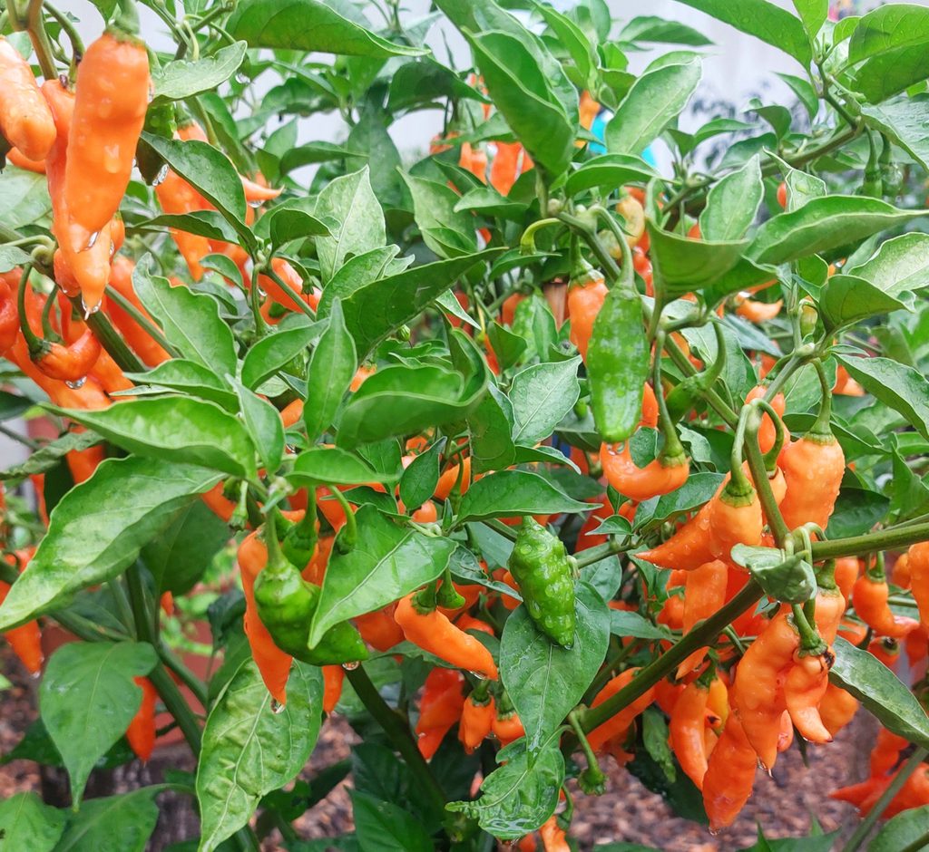 Chilis orange