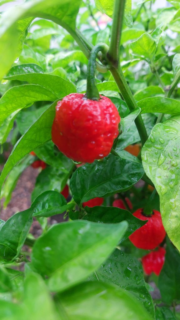 Chili in rot und rund