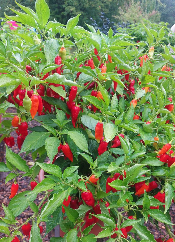 Chilis draußen. Capsicum chinense.