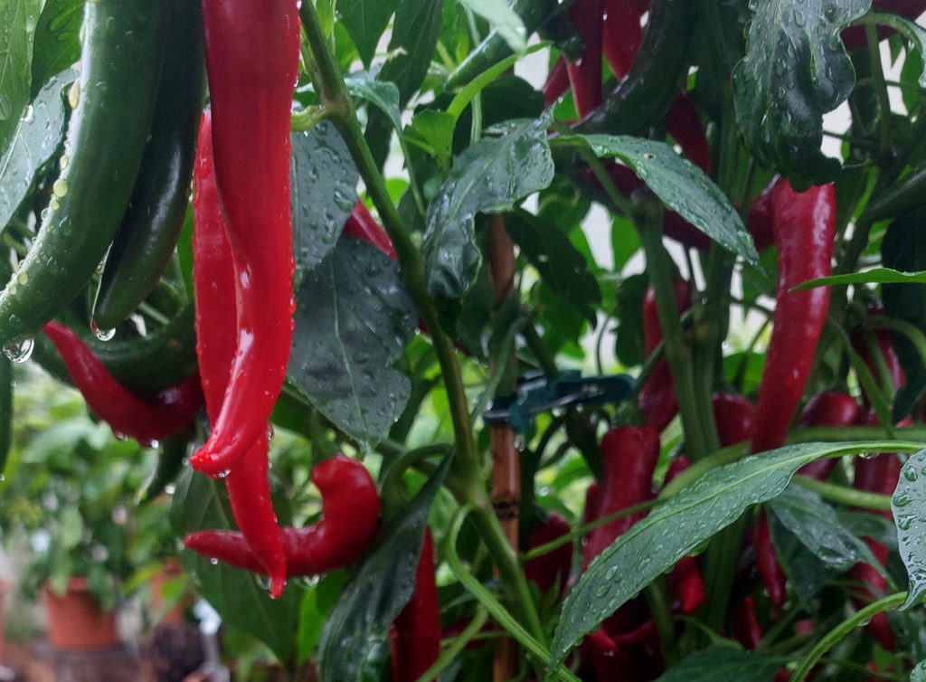 Chilis: Kulai King (Capsicum annuum) Schärfegrad 8
