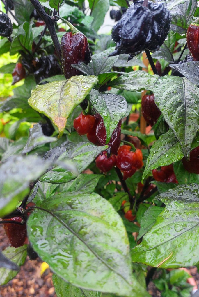 Chilis: Lava Golem (Capsicum chinense) Schärfegrad 10+