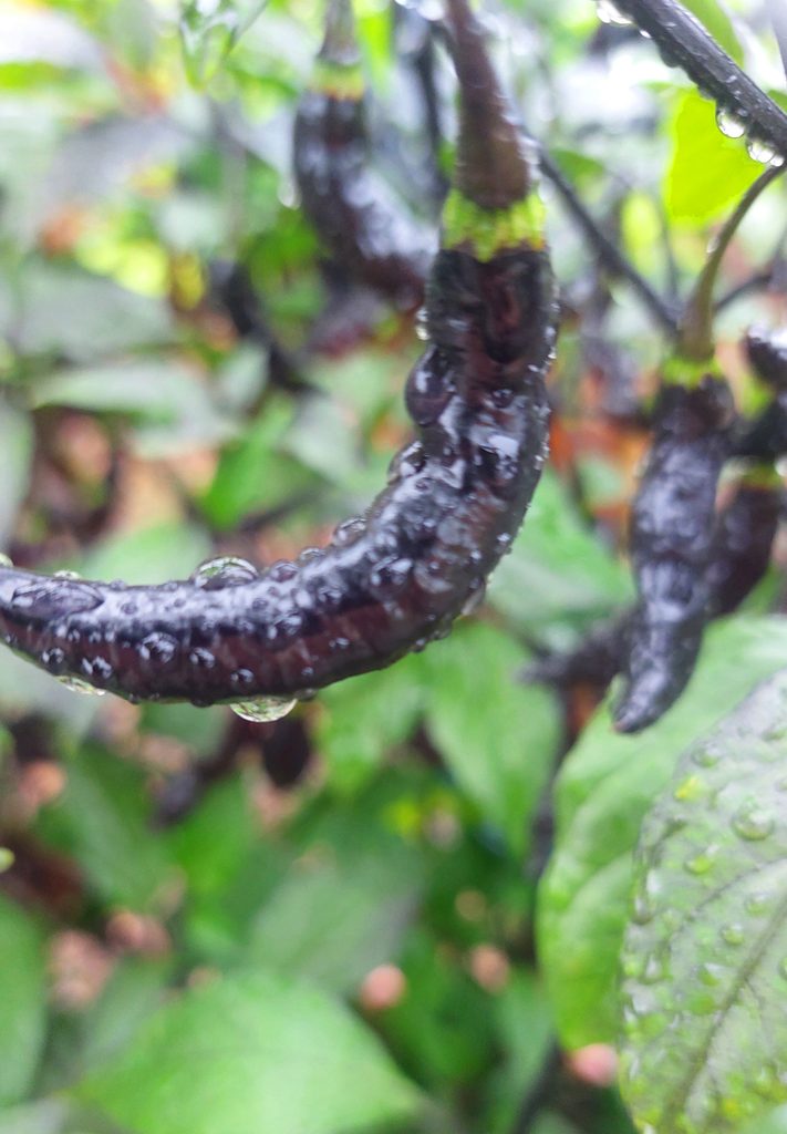 Murupi Purple (Capsicum chinense). Schärfegrad 9.