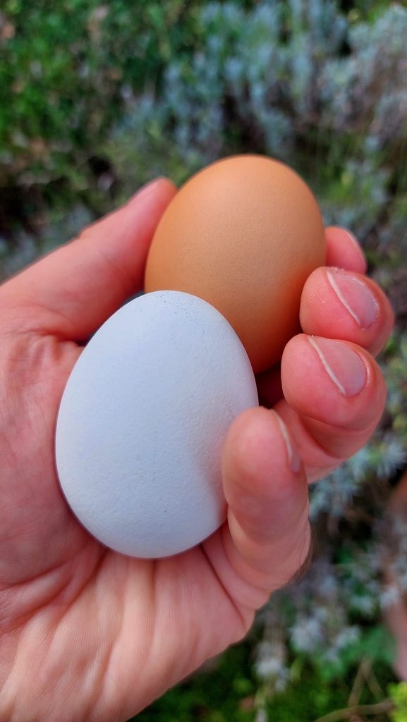 Zwei Eier. Ein weißes und ein braunes Hühnerei in einer Hand